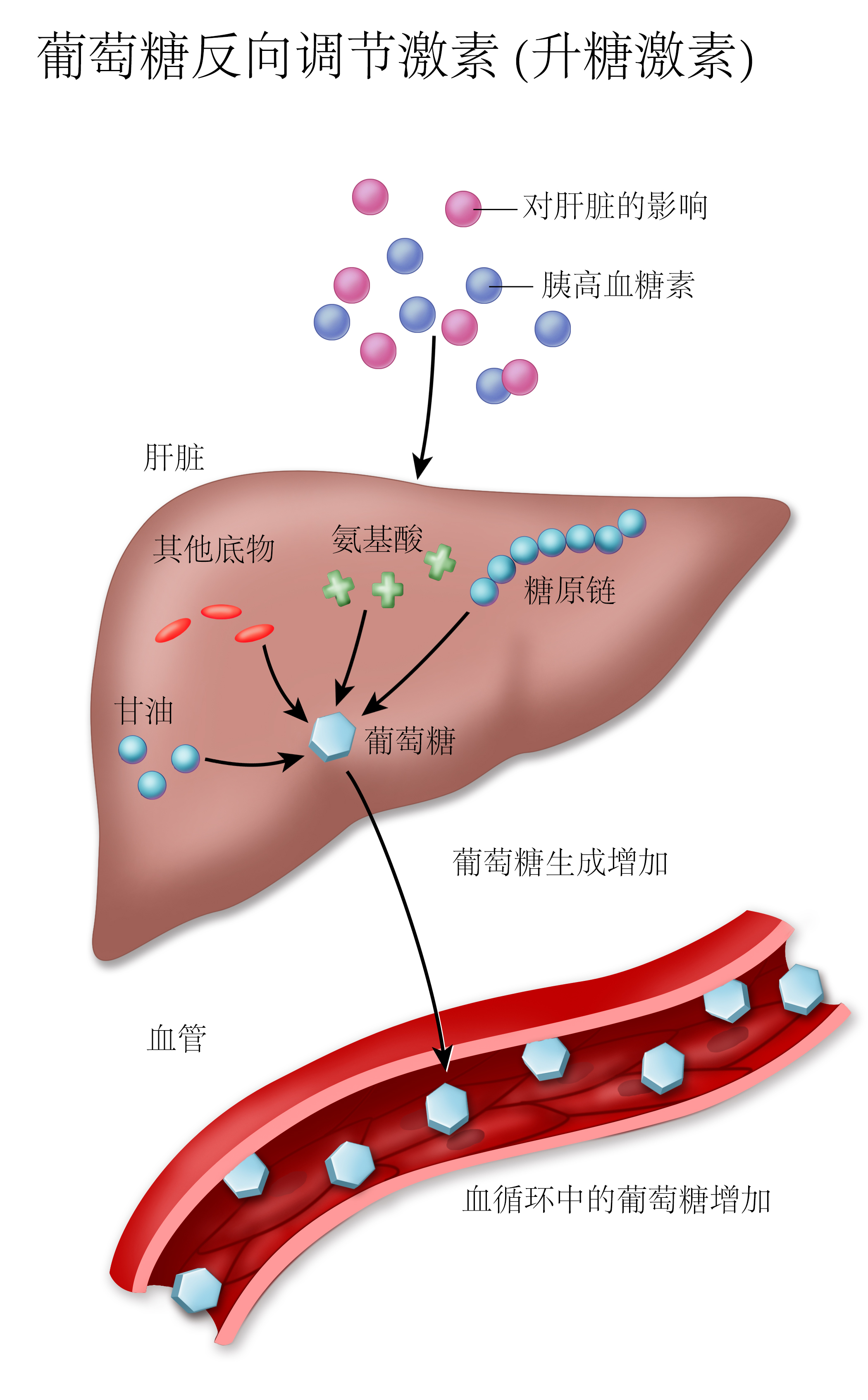 葡萄糖反调节激素：对肝脏的影响