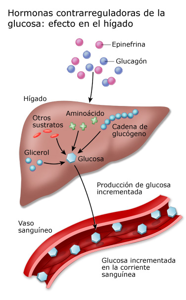 激素对比glucosa：efecto sobreelhígado