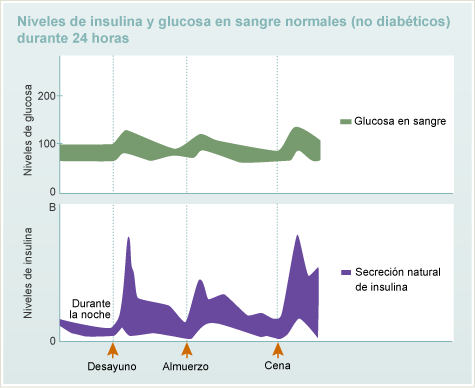 Niveles de Glucosa en sangre y de Insulina正常（无糖尿病）杜兰特24 Horas