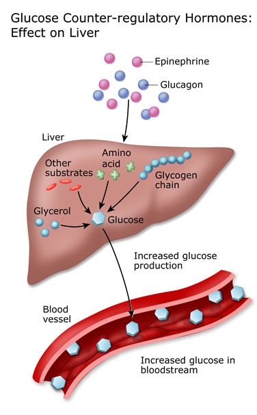 葡萄糖反调节激素：对肝脏的影响