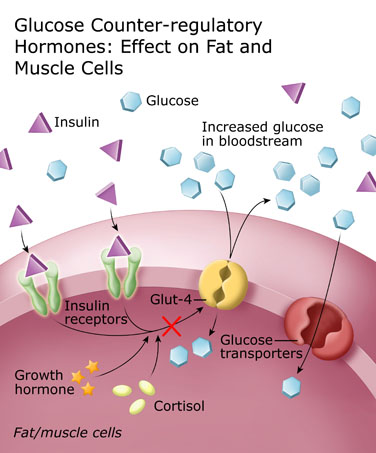 葡萄糖反调节激素：对脂肪和肌肉的影响