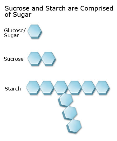 蔗糖和淀粉由葡萄糖组成