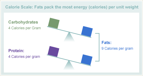 卡路里秤：脂肪包装最多的能量（卡路里）每单位重量